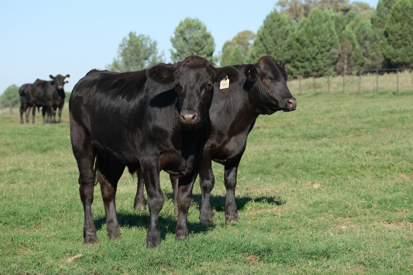 加拿大牛肉产品展示